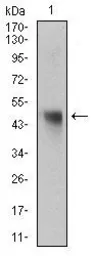 Anti-Napsin A antibody [10C4B8] used in Western Blot (WB). GTX60785