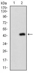 Anti-Napsin A antibody [10C4B8] used in Western Blot (WB). GTX60785