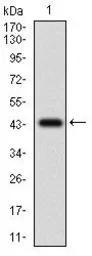Anti-FLIP antibody [6G11A6] used in Western Blot (WB). GTX60787