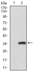 Anti-CD24 antibody [4F4E10] used in Western Blot (WB). GTX60789