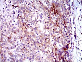 Anti-GPNMB antibody [7C10E5] used in IHC (Paraffin sections) (IHC-P). GTX60790