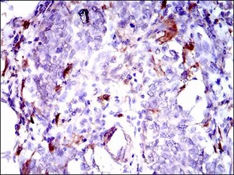 Anti-GPNMB antibody [7C10E5] used in IHC (Paraffin sections) (IHC-P). GTX60790