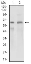 Anti-GPNMB antibody [7C10E5] used in Western Blot (WB). GTX60790