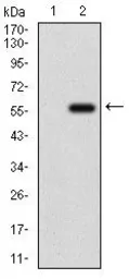 Anti-GPNMB antibody [7C10E5] used in Western Blot (WB). GTX60790