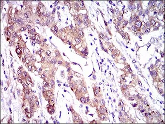 Anti-MRP4 antibody [6A7H3] used in IHC (Paraffin sections) (IHC-P). GTX60796