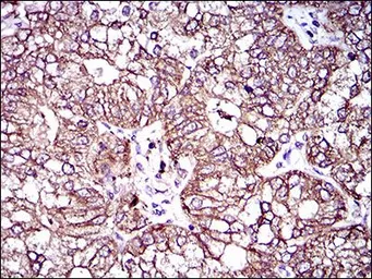 Anti-MRP4 antibody [6A7H3] used in IHC (Paraffin sections) (IHC-P). GTX60796