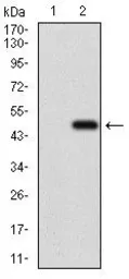 Anti-CD166 antibody [4H9A5] used in Western Blot (WB). GTX60798