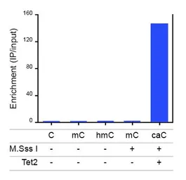 Anti-5-Carboxylcytosine / 5-caC antibody used in ChIP assay (ChIP assay). GTX60801