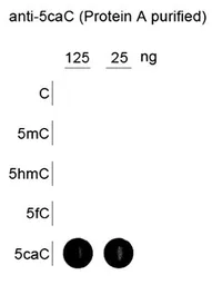 Anti-5-Carboxylcytosine / 5-caC antibody used in Dot blot (Dot). GTX60801
