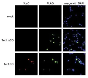 Anti-5-Carboxylcytosine / 5-caC antibody used in Immunocytochemistry/ Immunofluorescence (ICC/IF). GTX60801