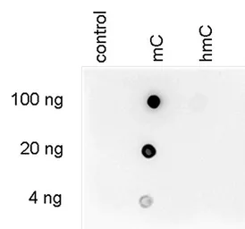 Anti-5-Methylcytosine / 5-mC antibody [GT9076] used in Dot blot (Dot). GTX60803