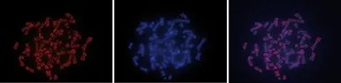 Anti-5-Methylcytosine / 5-mC antibody [GT9076] used in Fluorescence in situ hybridization (FISH). GTX60803