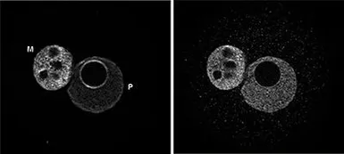 Anti-5-Methylcytosine / 5-mC antibody [GT9076] used in Immunocytochemistry/ Immunofluorescence (ICC/IF). GTX60803
