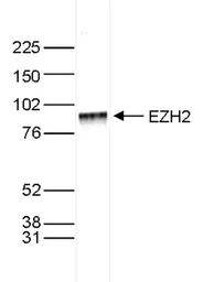 Anti-EZH2 antibody - ChIP grade used in Western Blot (WB). GTX60811
