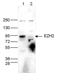 Anti-EZH2 antibody - ChIP grade used in Western Blot (WB). GTX60811