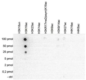Anti-Histone H3K18ac (Acetyl Lys18) antibody - ChIP grade used in Dot blot (Dot). GTX60814