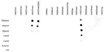 Anti-Histone H3K27me3 (Tri-methyl Lys27) antibody - ChIP grade used in Dot blot (Dot). GTX60816