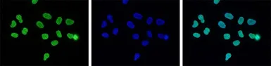 Anti-Histone H3K27me3 (Tri-methyl Lys27) antibody - ChIP grade used in Immunocytochemistry/ Immunofluorescence (ICC/IF). GTX60816