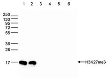 Anti-Histone H3K27me3 (Tri-methyl Lys27) antibody - ChIP grade used in Western Blot (WB). GTX60816