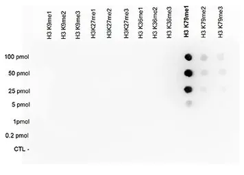Anti-Histone H3K79me1 (Mono-methyl Lys79) antibody - ChIP grade used in Dot blot (Dot). GTX60821