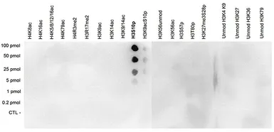 Anti-Histone H3S10ph (phospho Ser10) antibody - ChIP grade used in Dot blot (Dot). GTX60827