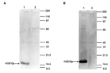 Anti-Histone H3S10ph (phospho Ser10) antibody - ChIP grade used in Western Blot (WB). GTX60827