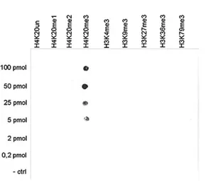 Anti-Histone H4K20me3 (trimethyl Lys20) antibody - ChIP grade used in Dot blot (Dot). GTX60828
