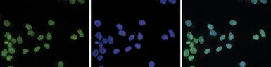 Anti-Histone H4K20me3 (trimethyl Lys20) antibody - ChIP grade used in Immunocytochemistry/ Immunofluorescence (ICC/IF). GTX60828