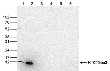Anti-Histone H4K20me3 (trimethyl Lys20) antibody - ChIP grade used in Western Blot (WB). GTX60828