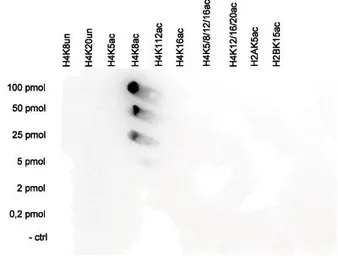 Anti-Histone H4K8ac (acetyl Lys8) antibody - ChIP grade used in Dot blot (Dot). GTX60829