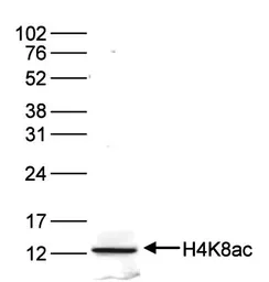 Anti-Histone H4K8ac (acetyl Lys8) antibody - ChIP grade used in Western Blot (WB). GTX60829