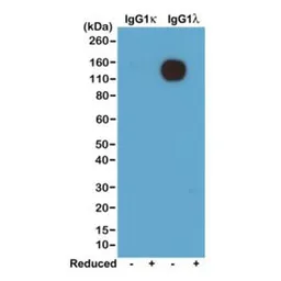 Rabbit Anti-Mouse lamda Light Chain antibody [RM110]. GTX60857