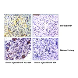 Anti-PEG (methoxy group) antibody [RM105] used in Immunohistochemistry (IHC). GTX60859