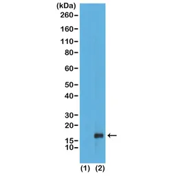 Anti-Histone H3K79me1 (Mono-methyl Lys79) antibody [RM147