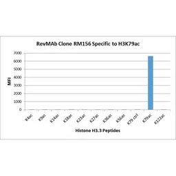 Anti-Histone H3K79ac (Acetyl Lys79) antibody [RM156] used in  (). GTX60883