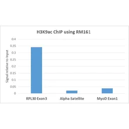 Anti-Histone H3K9ac (Acetyl Lys9) antibody [RM161] used in ChIP assay (ChIP assay). GTX60885