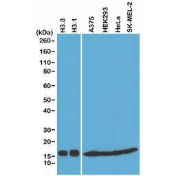 Anti-Histone H3 antibody [RM188] used in Western Blot (WB). GTX60888