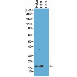 Anti-Histone H3.3 antibody [RM190] used in Western Blot (WB). GTX60889