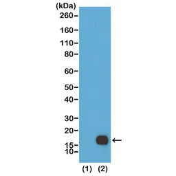 Anti-Histone H3K9me2 (Di-methyl Lys9) antibody [RM151] used in Western Blot (WB). GTX60890