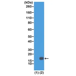 Anti-Histone H3K18me2 (Di-methyl Lys18) antibody [RM168] used in Western Blot (WB). GTX60899