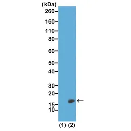 Anti-Histone H3K23me2 (Di-methyl Lys23) antibody [RM171] used in Western Blot (WB). GTX60901