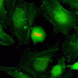 Anti-Histone H4S1ph (phospho Ser1) antibody [RM194] used in Immunocytochemistry/ Immunofluorescence (ICC/IF). GTX60903