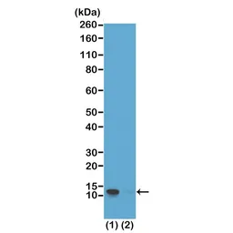 Anti-Histone H4S1ph (phospho Ser1) antibody [RM194] used in Western Blot (WB). GTX60903