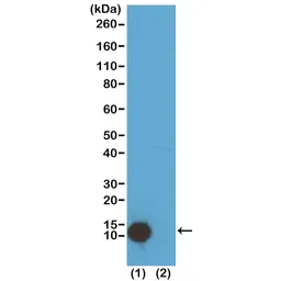 Anti-Histone H4K5ac (Acetyl Lys5) antibody [RM199] used in Western Blot (WB). GTX60905
