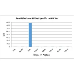 Anti-Histone H4K8ac (Acetyl Lys8) antibody [RM201] used in  (). GTX60906