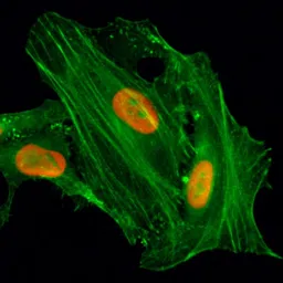 Anti-Histone H4K8ac (Acetyl Lys8) antibody [RM201] used in Immunocytochemistry/ Immunofluorescence (ICC/IF). GTX60906