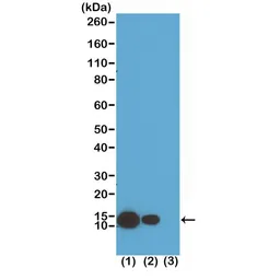 Anti-Histone H4K8ac (Acetyl Lys8) antibody [RM201] used in Western Blot (WB). GTX60906