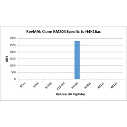 Anti-Histone H4K16ac (Acetyl Lys16) antibody [RM204] used in  (). GTX60907