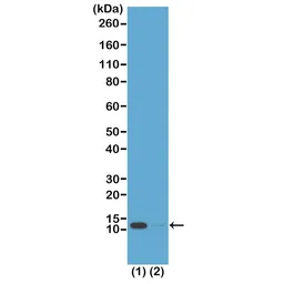 Anti-Histone H4K16ac (Acetyl Lys16) antibody [RM204] used in Western Blot (WB). GTX60907