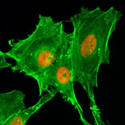 Anti-Histone H4K20ac (Acetyl Lys20) antibody [RM205] used in Immunocytochemistry/ Immunofluorescence (ICC/IF). GTX60908